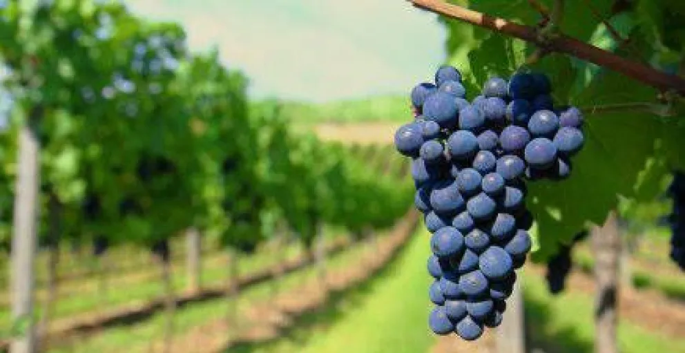 El gran viñedo argentino