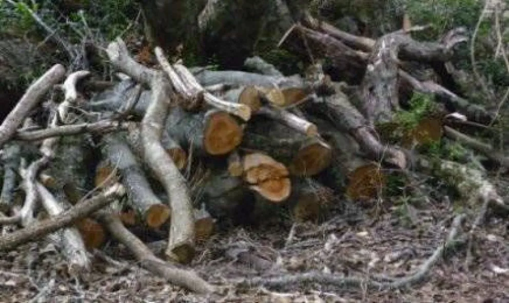 Rige prohibición para quema de residuos forestales