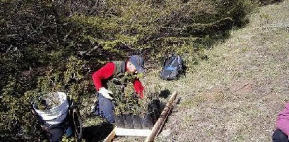 Reforestan ladera norte del cerro Otto