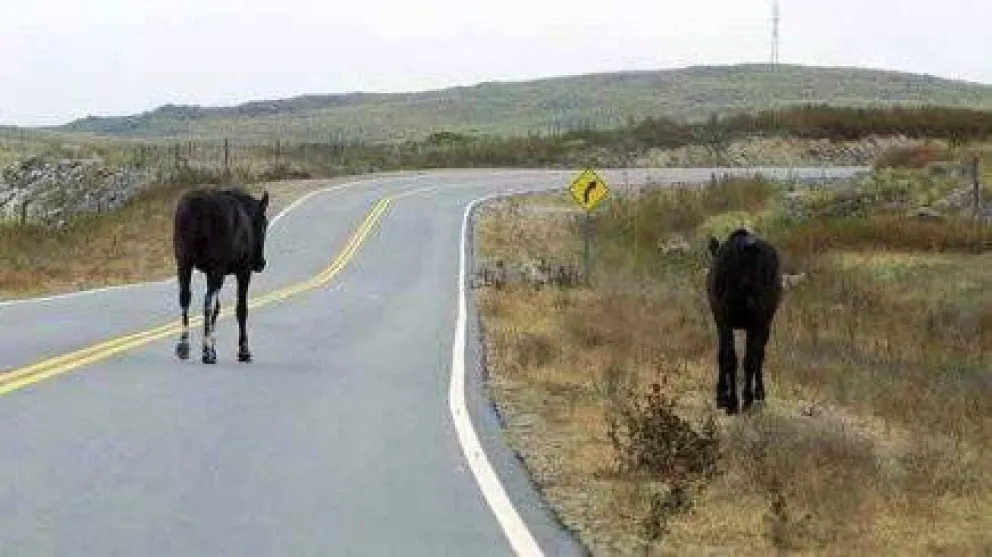 Podrían prohibir dejar sueltos animales en rutas, caminos y calles