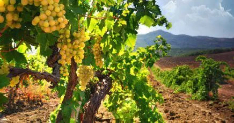 La vid y su ciclo anual, donde nace el vino
