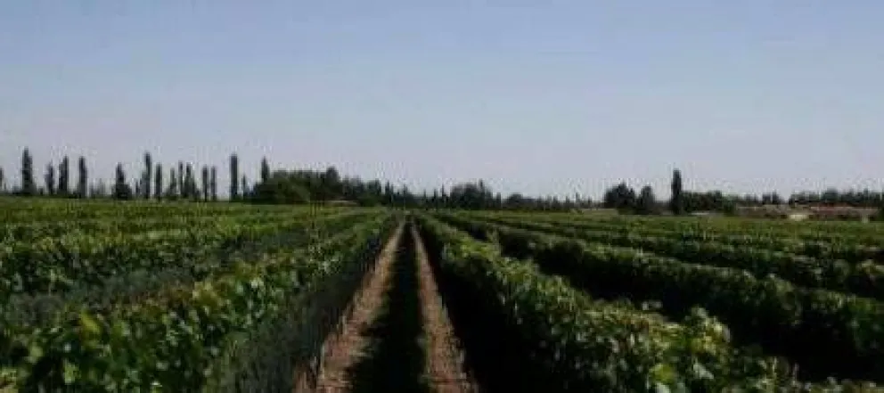Haciendo vinos… con el apellido del vino
