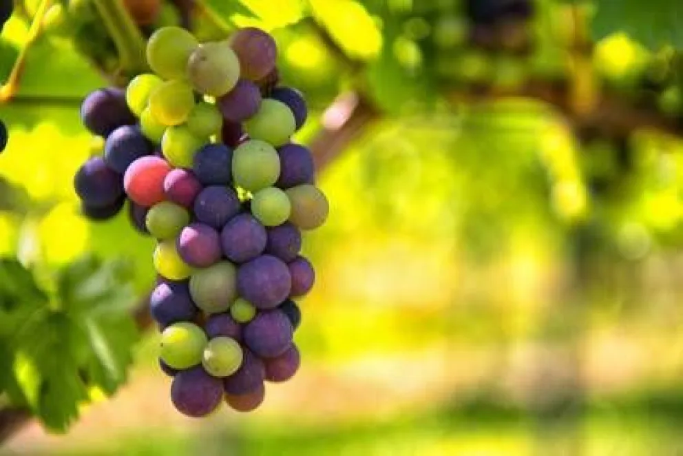 ¿Cómo se transforma la uva en vino?
