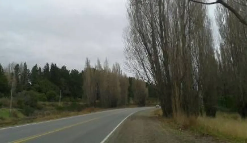 Retirarán álamos en Las Chacras para mejorar seguridad vial