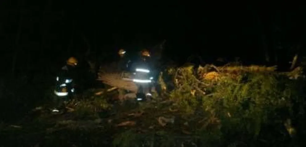 Caída de coihues cortó el tránsito y la energía en Villa Golf 