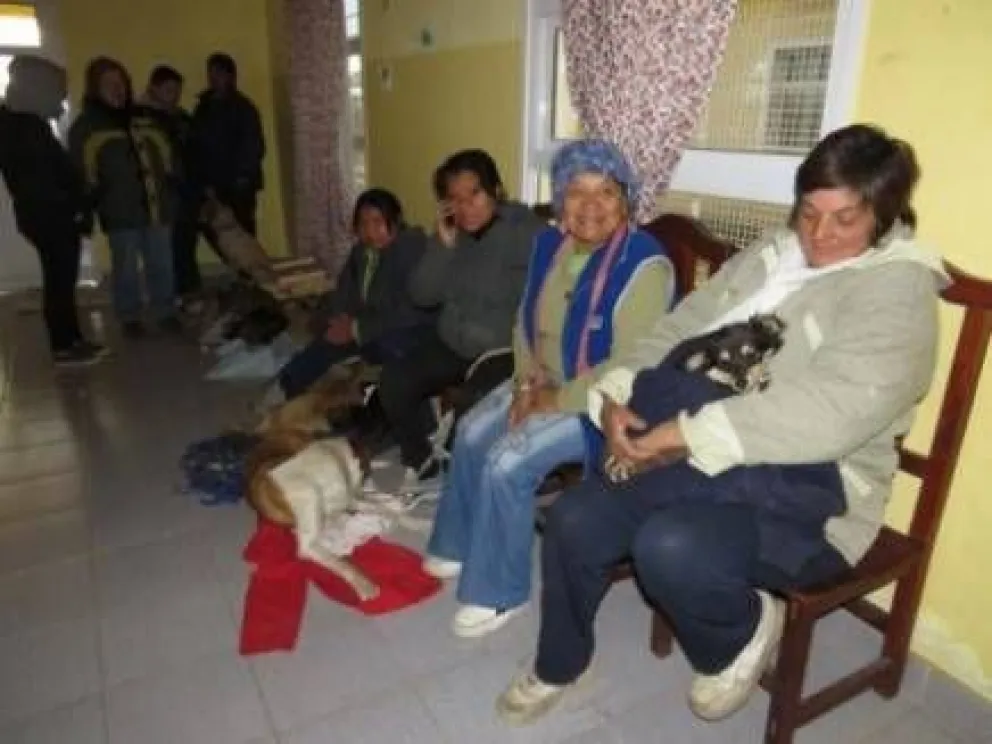 Informan cronograma de esterilización canina y felina 