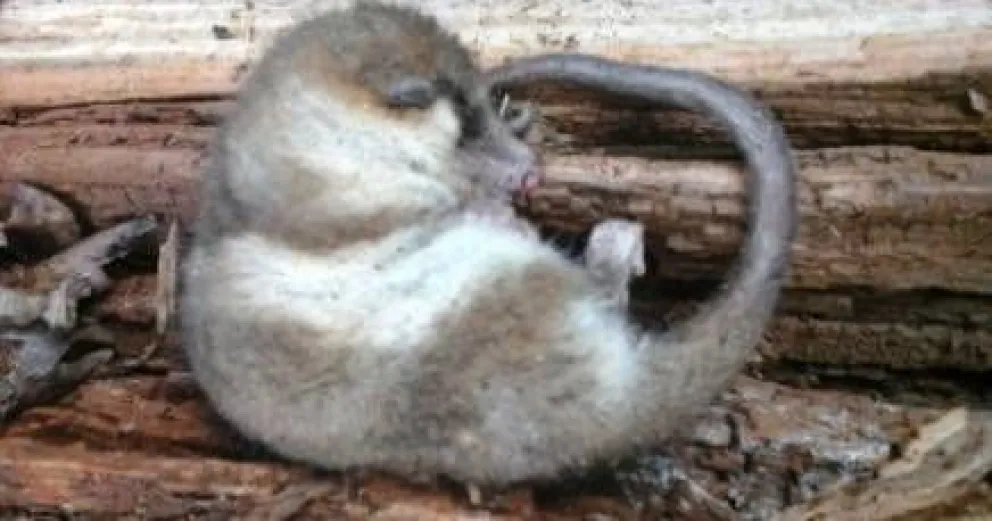Misteriosa desaparición del "monito del monte"