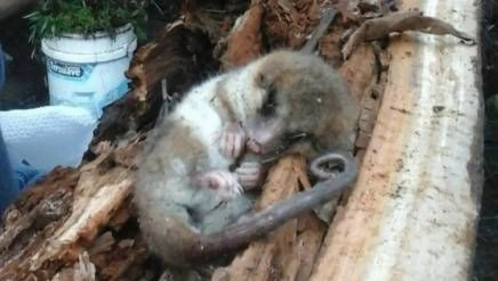 Joven estudiante cortaba madera y encontró un "monito del monte"