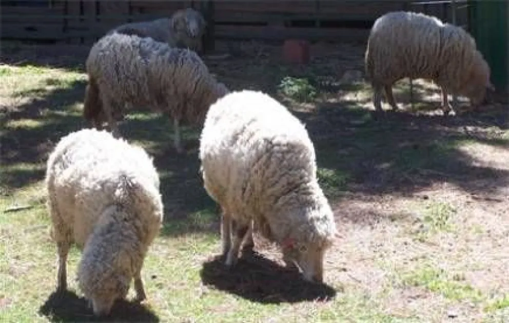 SENASA destacó proyecto de salud animal del INTA Bariloche 