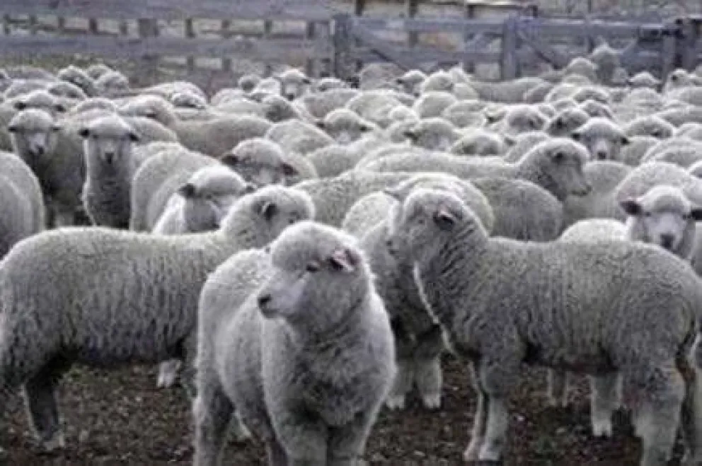Aseguran que mejora genética de ovinos puede "retrasar" el repoblamiento