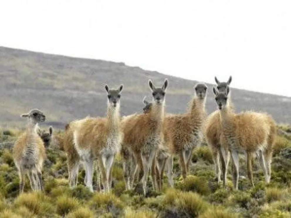 Proponen la fibra de guanaco como recurso de la economía social