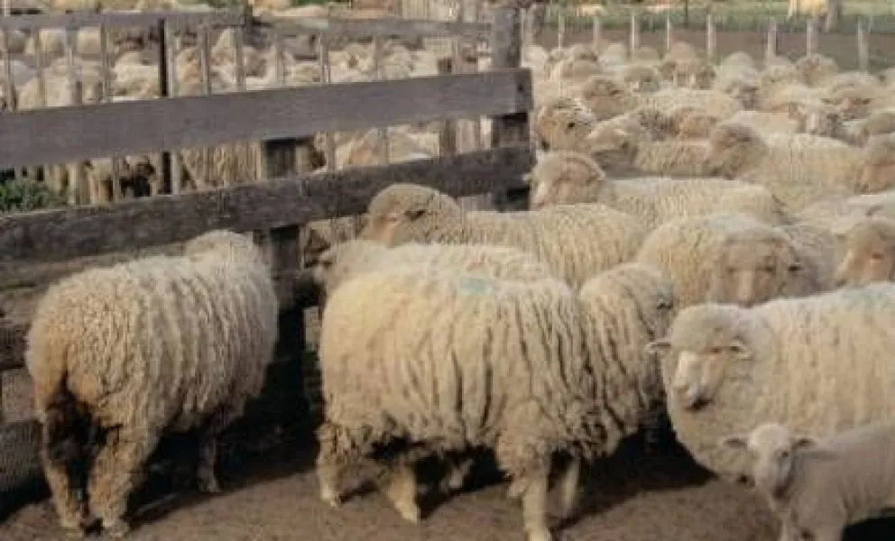 Proyecto de Biotecnología mejorará la producción ovina en la Patagonia