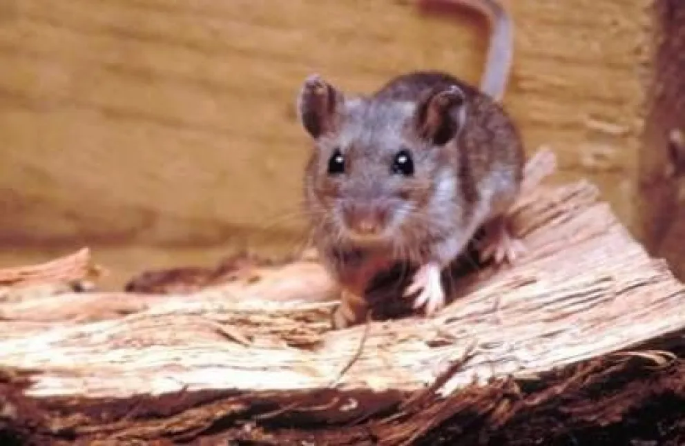 Recomendaciones ante aparición de nuevos casos de Hantavirus