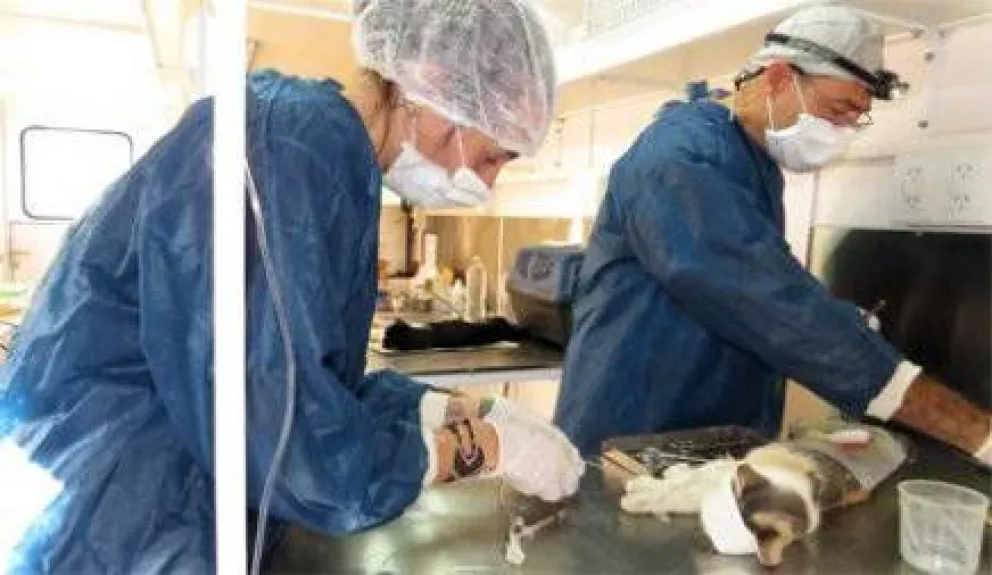 El quirófano móvil sigue con su campaña de esterilización animal