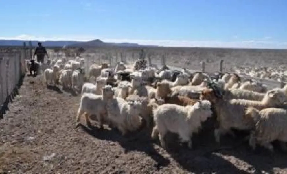 Nación trasladará animales para repoblar campos de la Línea Sur
