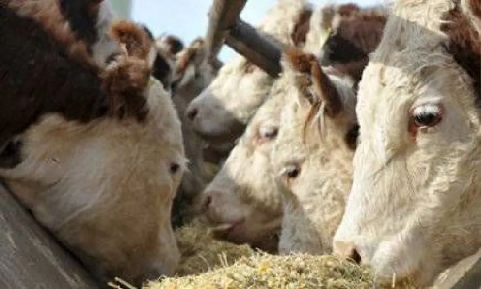 Declararon a toda la Patagonia como zona libre de aftosa sin vacunación 