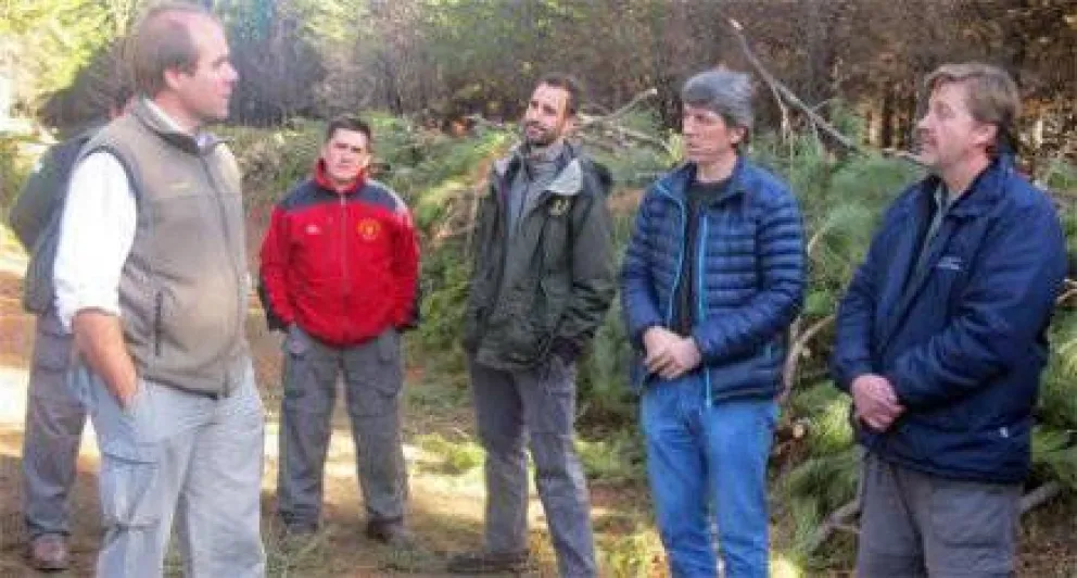  Buscan mejorar el manejo de especies arbóreas en la región