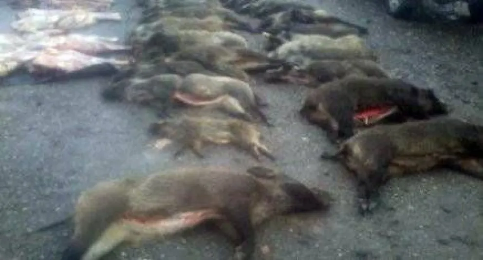 Detienen a furtivos que transportaban carne hacia Bariloche