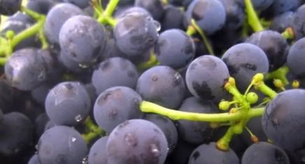 El proceso crucial para lograr un gran vino tinto
