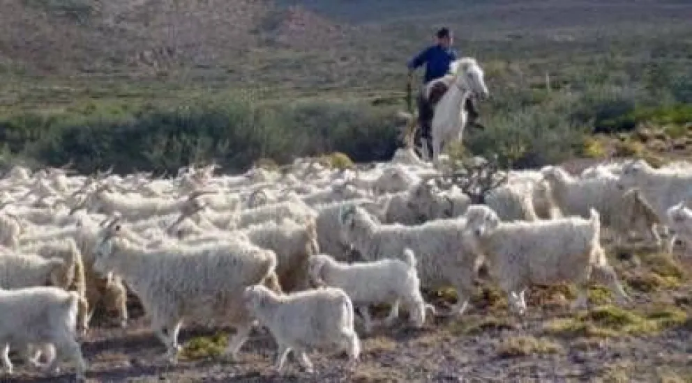Destacan trabajo del INTA Bariloche sobre inseminación artificial en caprinos