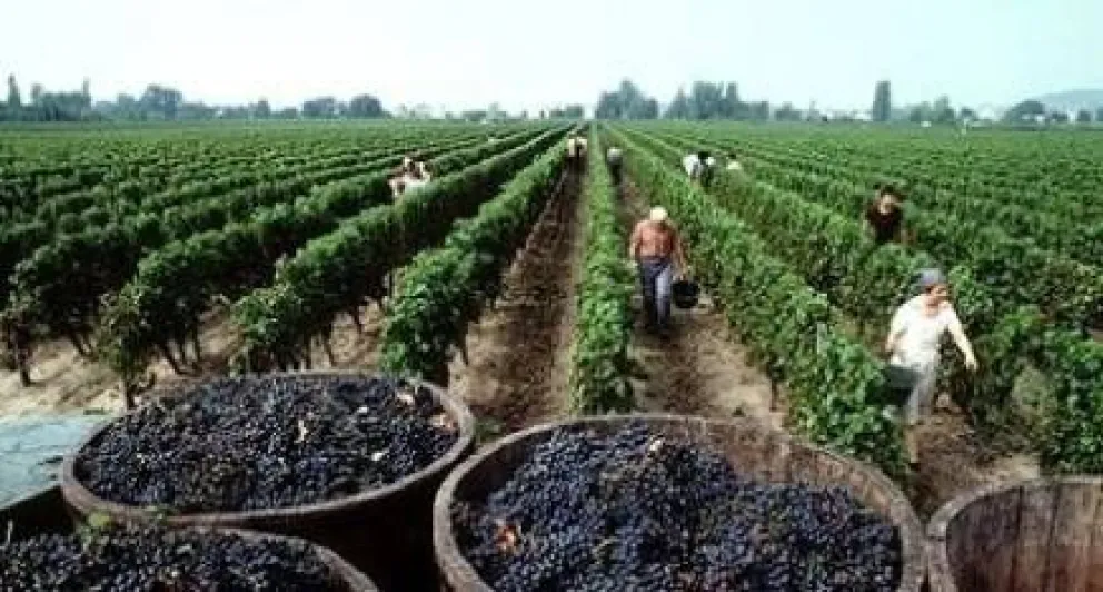 ¿Con cuántas uvas se hace un vino?, ¿tiene fecha de vencimiento?, y otros...