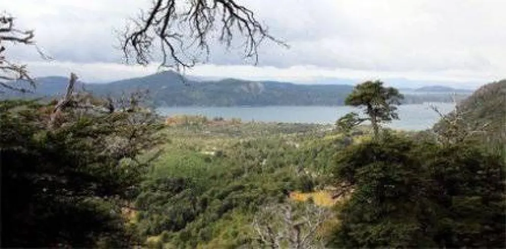 Invertirán más de 4 millones de dólares en bosques nativos