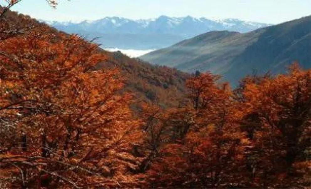 Vecinos piden por restitución de funcionario de Recursos Forestales