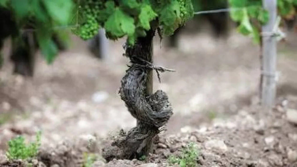 Los diferentes tipos de suelos: el alma del vino