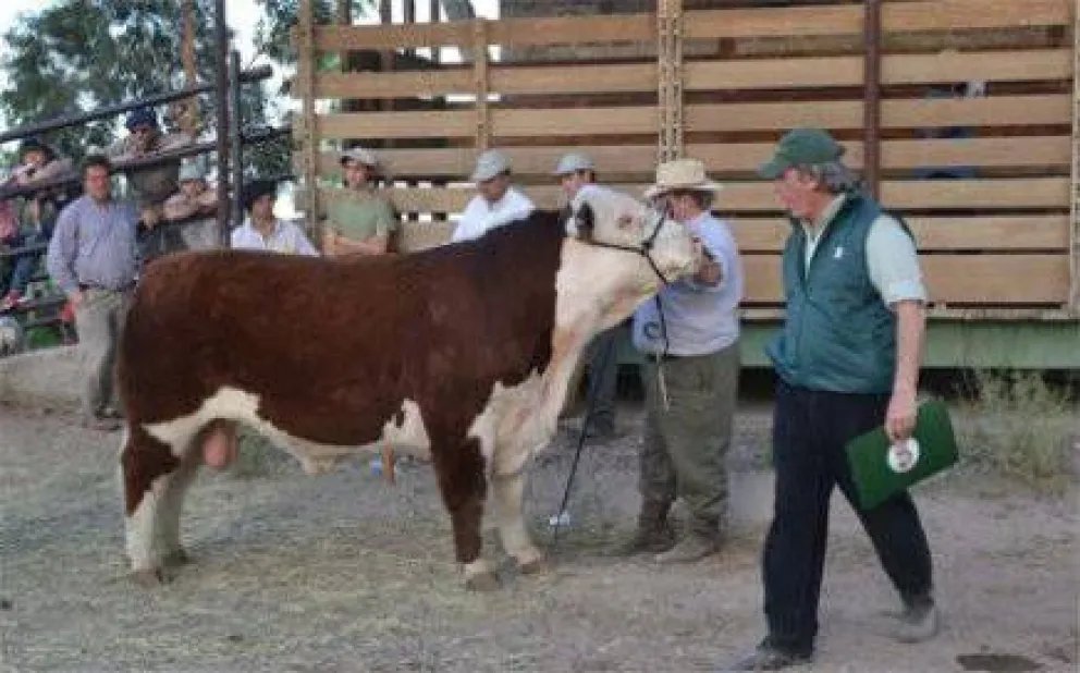 Bariloche tendrá su Exposición Rural Agrícola Ganadera 