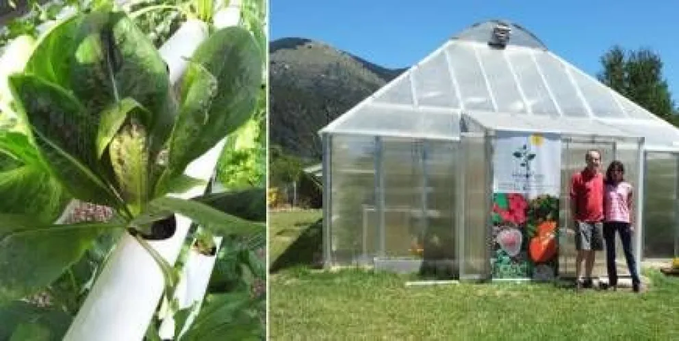 Sorprendente producción hidropónica en Bariloche