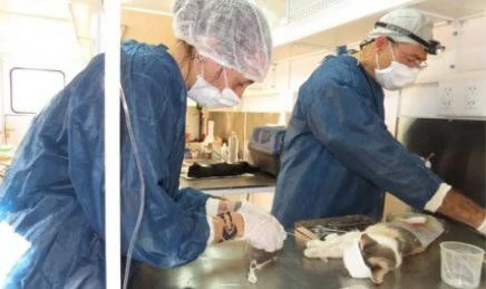 Siguen las castraciones gratuitas