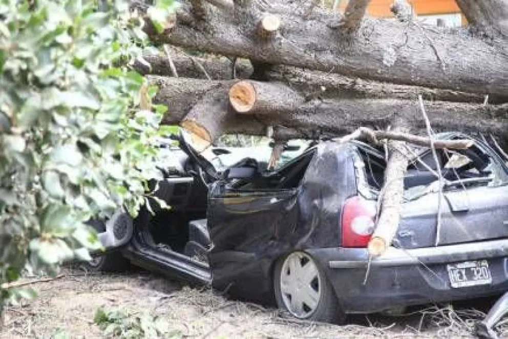 Para el Municipio, el árbol que mató a Ludmila estaba en "buenas condiciones"