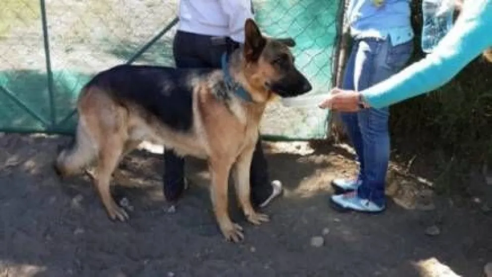 Solicitan retirar mascotas de guardería cuyo dueño fue detenido por la Policía