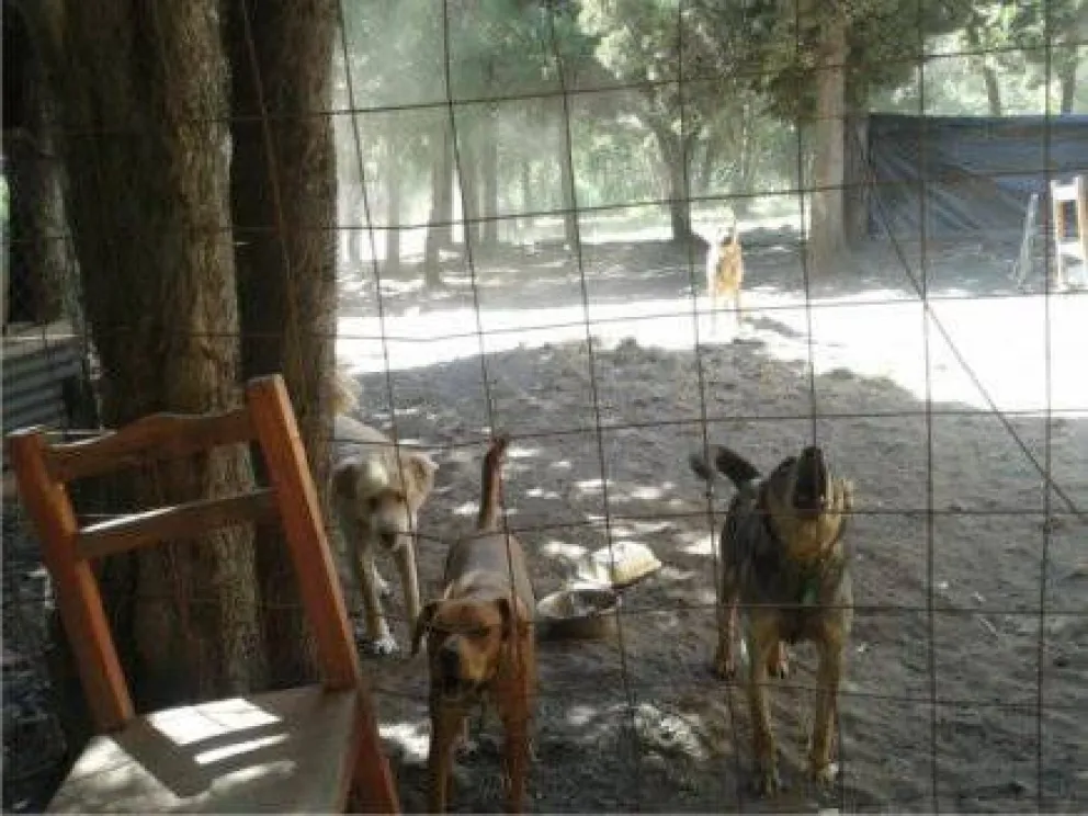 Decenas de perros y gatos solos y sin alimento en guardería abandonada