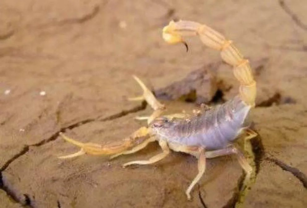 Alertan sobre picaduras de arañas y alacranes