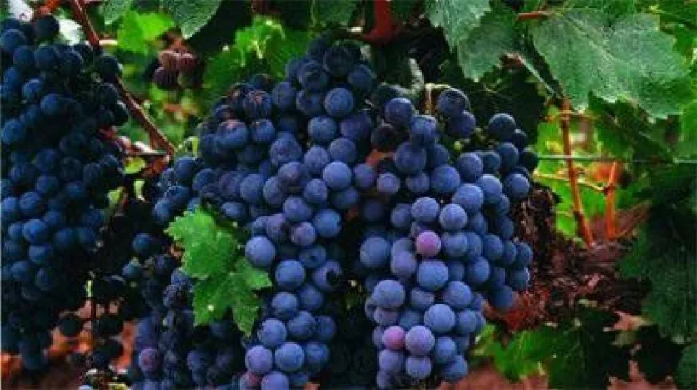 Vinos rionegrinos fueron premiados en certamen internacional