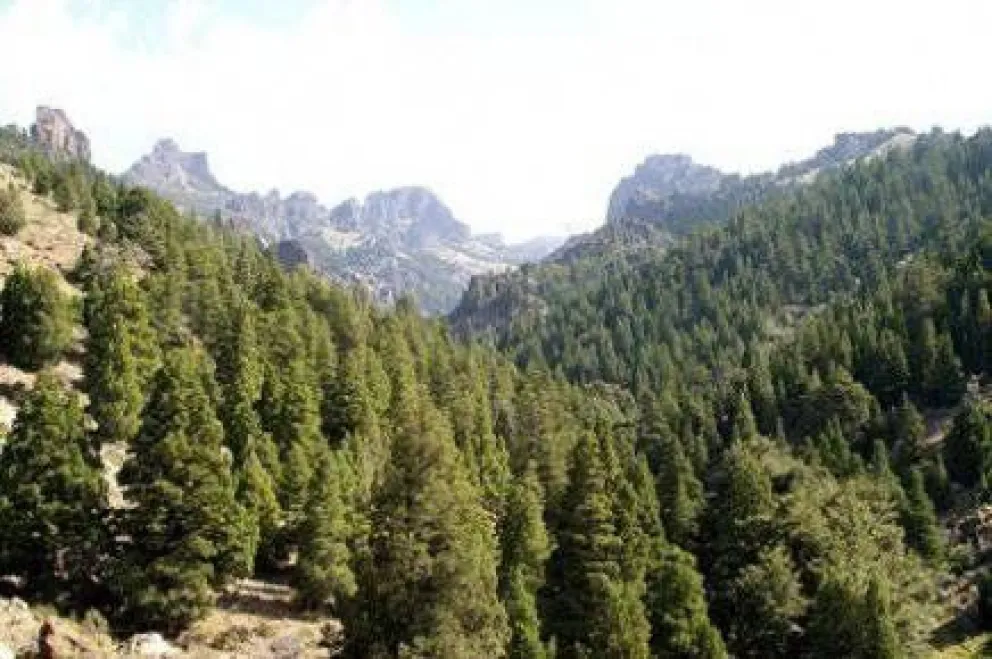 Solicitan informes sobre supuesta tala ilegal de bosques