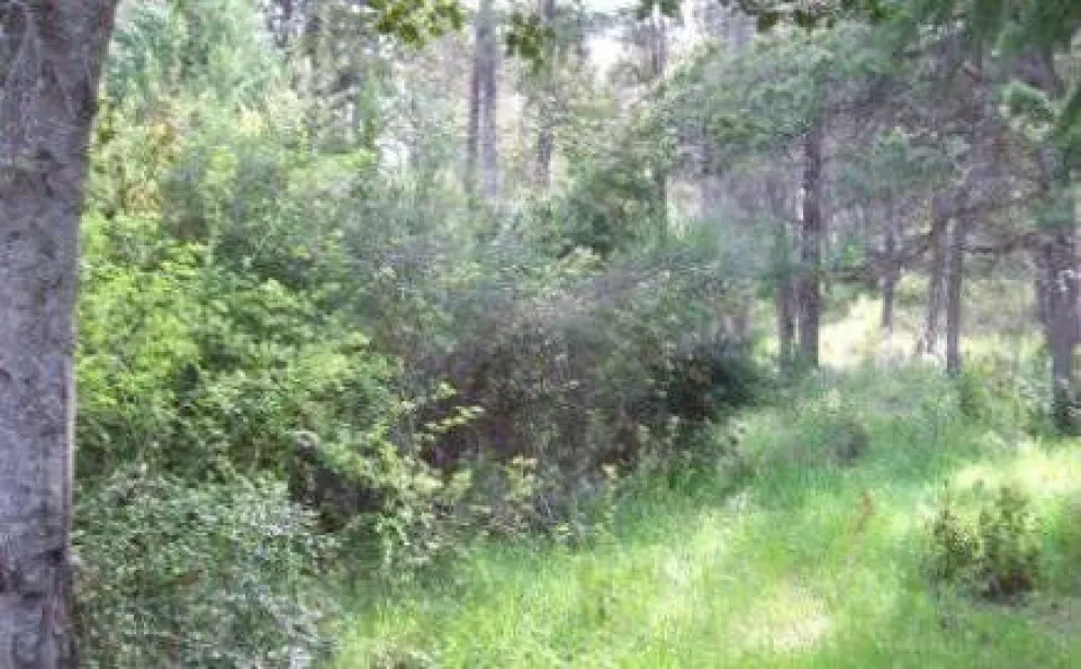 Juntan firmas para resguardar un cipresal en el barrio La Cascada