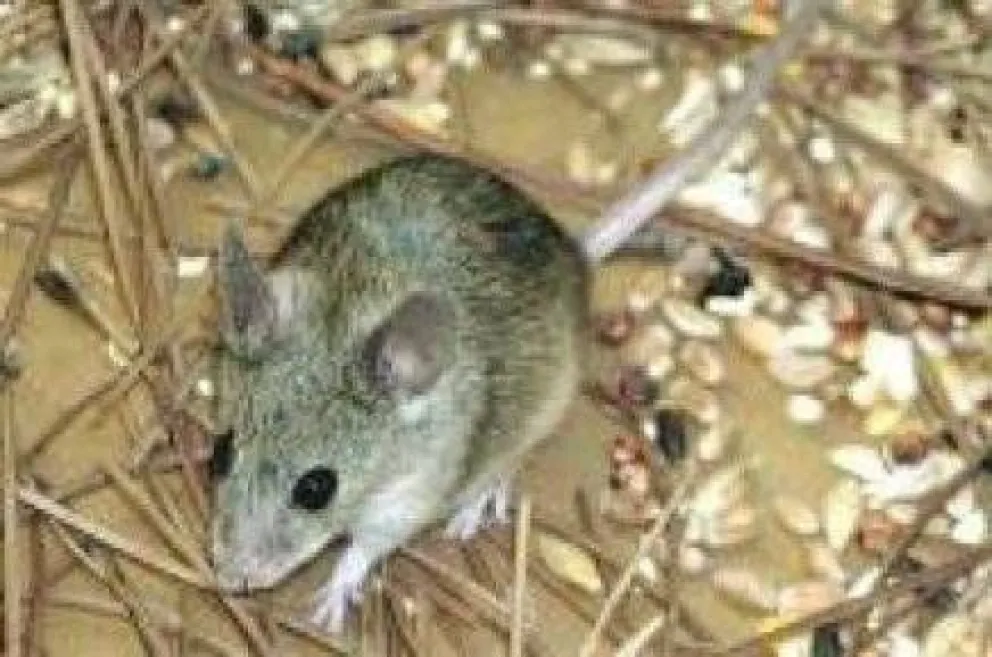 Insisten con medidas de prevención del hantavirus 