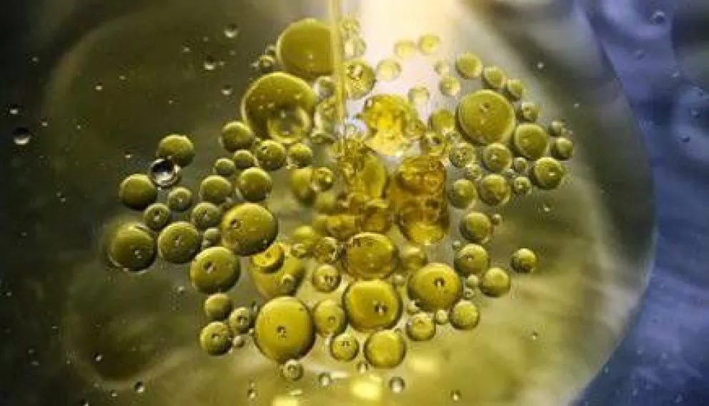 Municipio reciclará aceite para generar biodiesel y ahorrar en combustibles