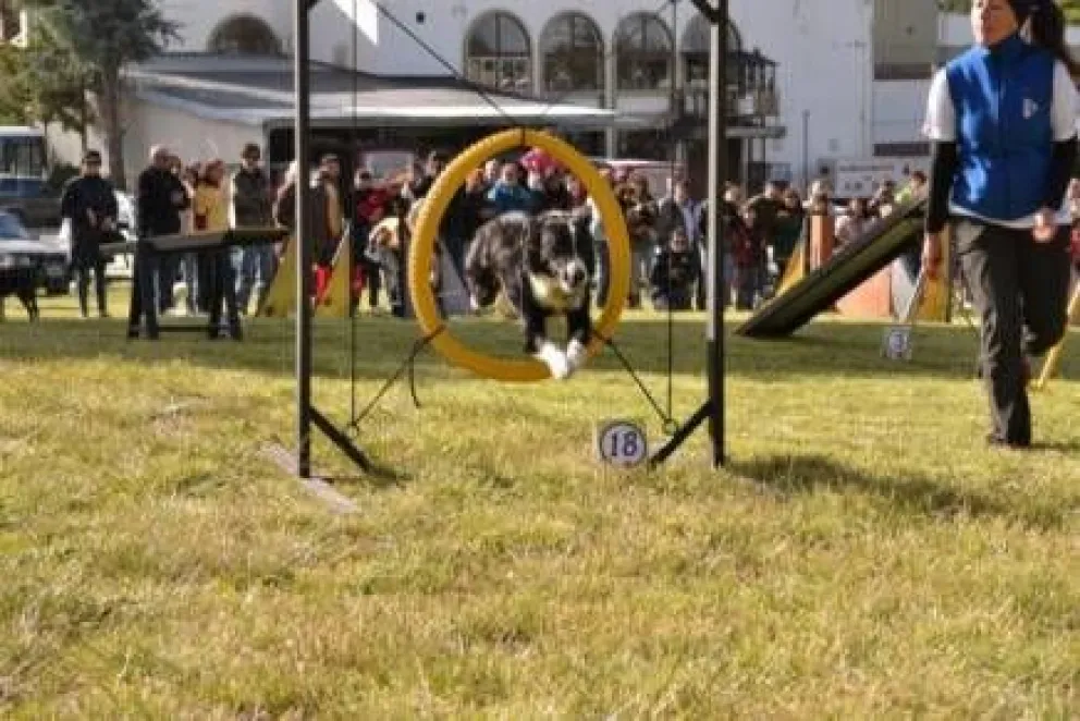 Los perros demostrarán sus habilidades 