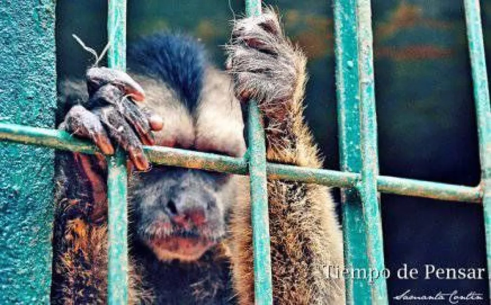 Presentan la muestra "El otro lado del zoológico"