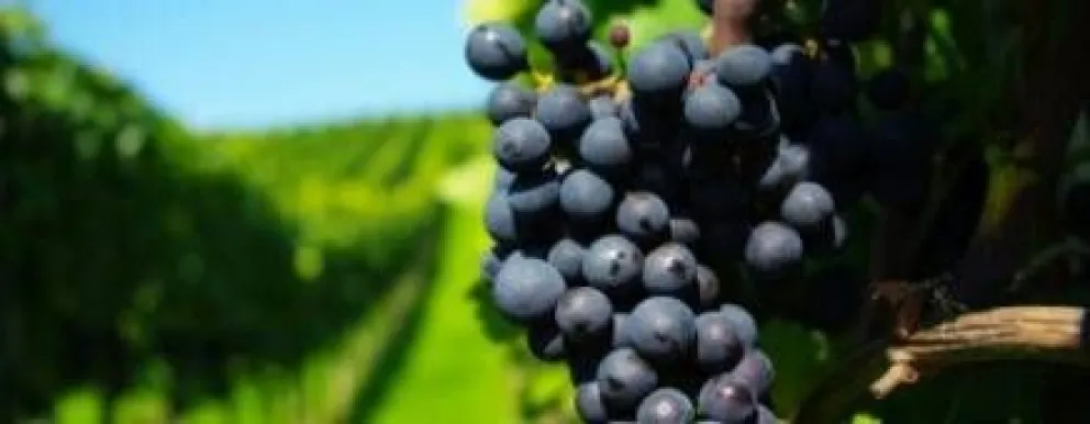 El viñedo más antiguo, cuánto tiempo conservar un vino abierto, y otros...