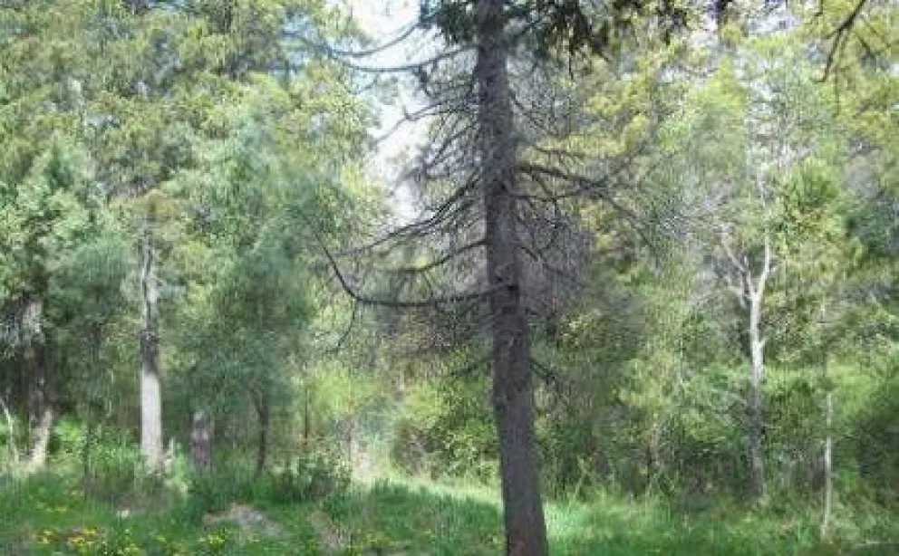 Denuncian tala irregular de árboles en bosque del oeste