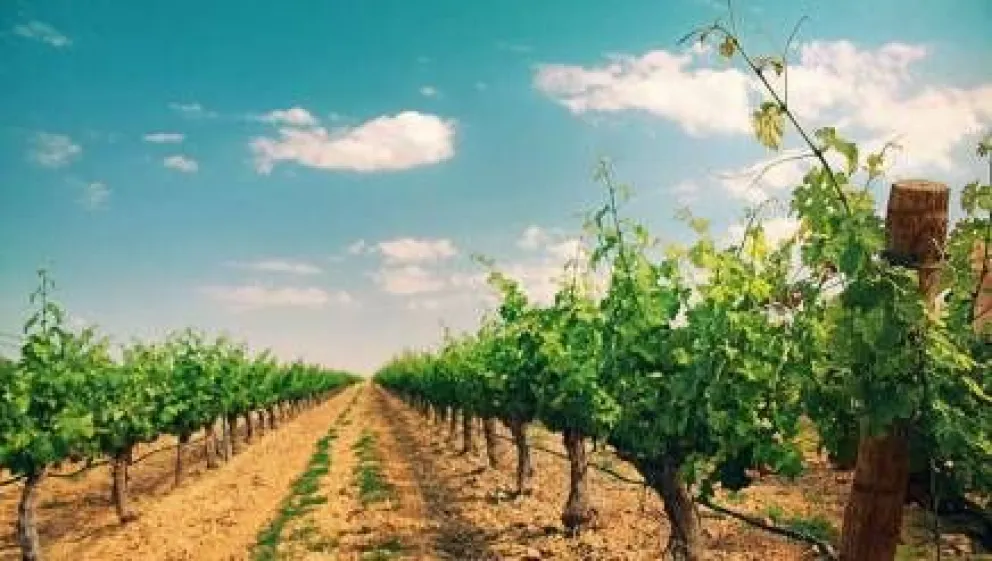 La curiosa relación entre el cambio climático y el vino