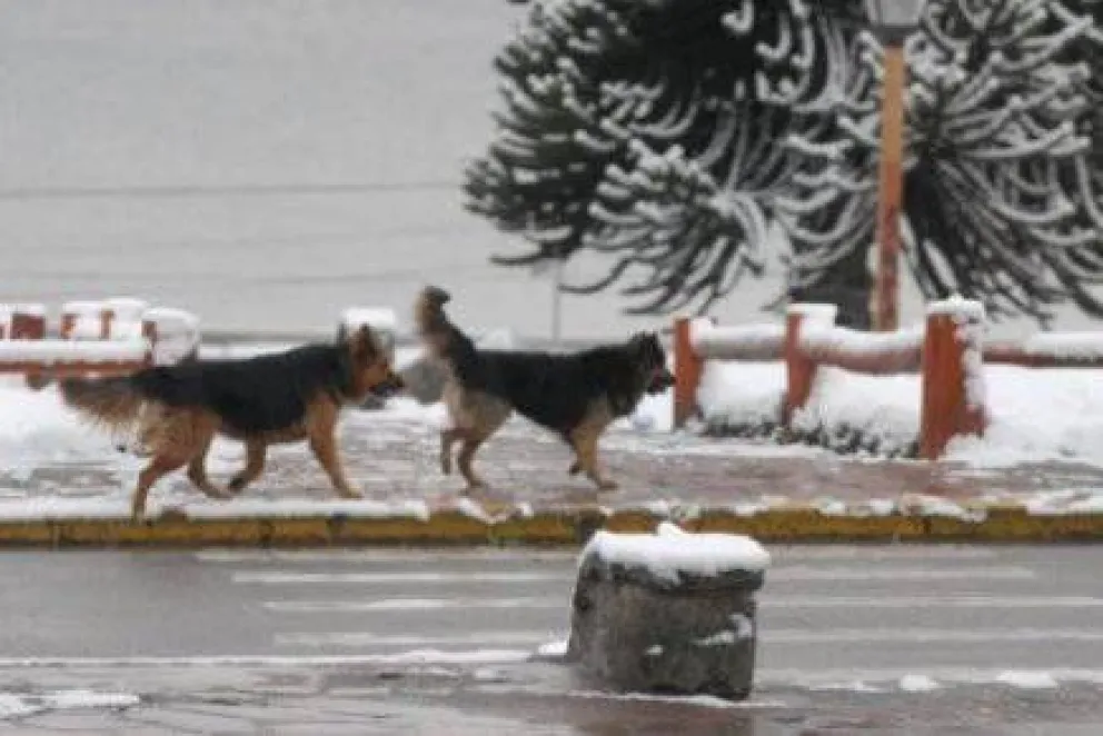 STJ revoca exigencia judicial al municipio para que erradique perros vagabundos