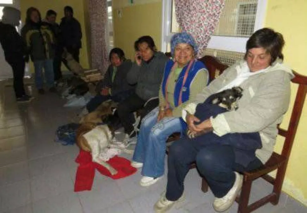 Castraciones caninas en Veterinaria y Zoonosis