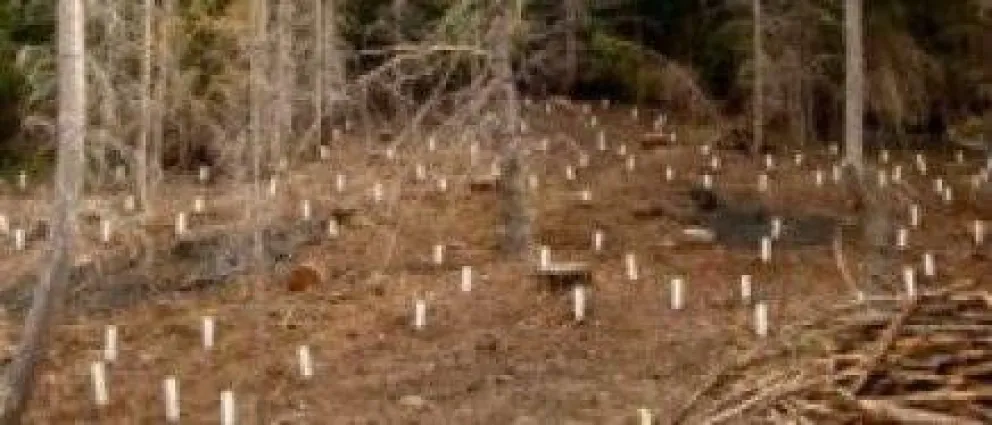 Tareas de reforestación en el cerro Otto