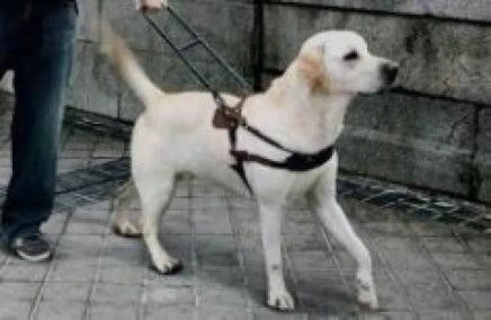 Proponen asegurar por ley derechos de personas que utilizan perros guías