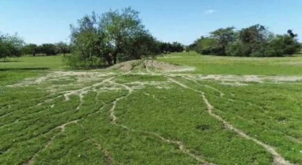 Estudian el comportamiento de las hormigas para mejorar el tránsito